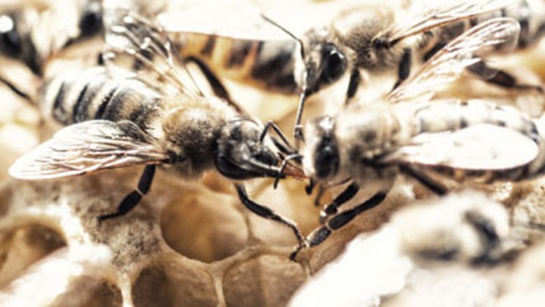 Honigbienen, © Imkerei Gottfried Schwarz Nahaufnahme von Honigbienen auf einer Wabe.