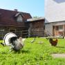 Hühner, Enten und ein Truthahn auf einer grünen Wiese vor einem Haus., © Erika Kronaus Hühner, Enten und ein Truthahn auf einer grünen Wiese vor einem Bauernhaus.