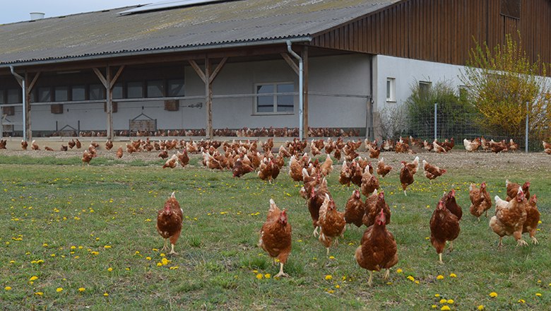 Glückliche Hühner, © Klaus Stocker Viele Hühner auf einer Wiese mit gelben Blumen vor einem Hühnerstall.