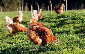 Bio Eierhof Holzbauer - Glückliche Hühner, © Sooo gut schmeckt die Bucklige Welt/ Viktoria Kornfeld Hühner auf einer grünen Wiese.