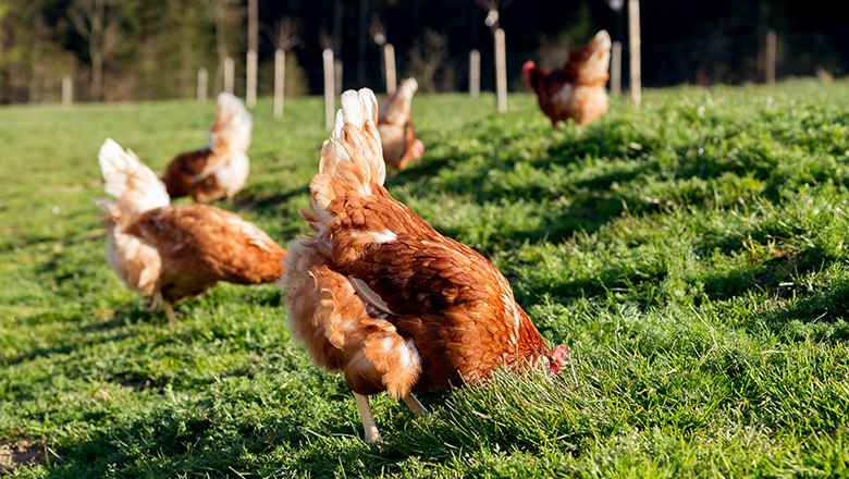 Bio Eierhof Holzbauer - Glückliche Hühner, © Sooo gut schmeckt die Bucklige Welt/ Viktoria Kornfeld