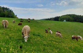 Kühe grasen auf einer grünen Wiese mit gelben Blumen unter blauem Himmel mit Bäumen im Hintergund.