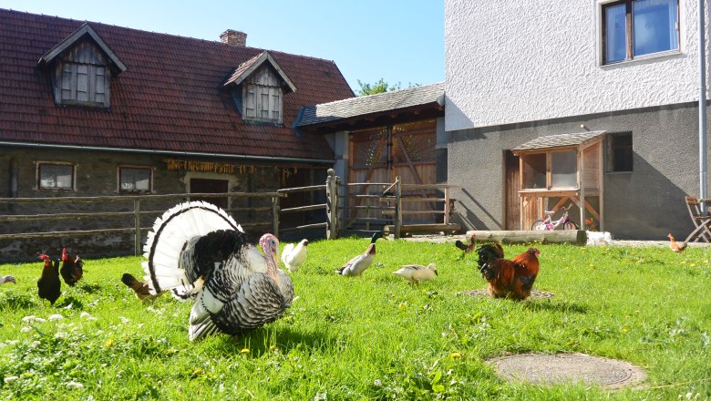 Hühner, Enten und ein Truthahn auf einer grünen Wiese vor einem Bauernhaus.