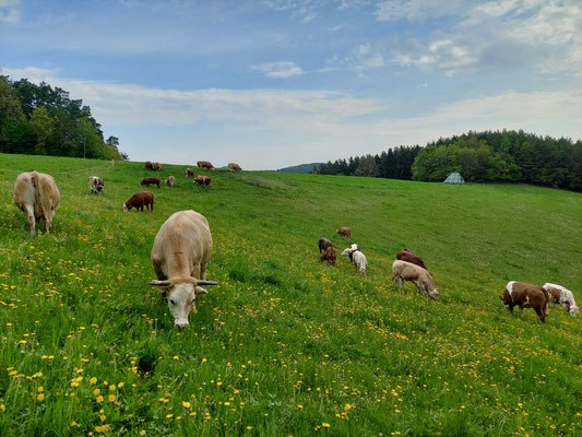 Kühe grasen auf einer grünen Wiese mit gelben Blumen unter blauem Himmel mit Bäumen im Hintergund.