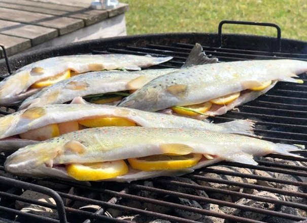 Forellen mit Zitronenscheiben liegen auf einem Grill im Freien.