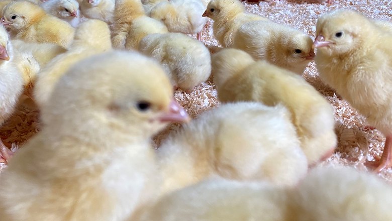Gelbe Küken auf Holzspänen.