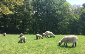 Schafe grasen auf einer grünen Weide mit Bäumen im Hintergrund., © Familie Köck