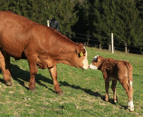 Eine Kuh und ein Kalb stehen sich auf einer grünen Wiese gegenüber.