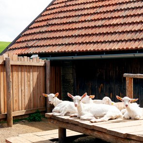 Mandl´s Ziegenhof, © Mandl´s Ziegenhof - Viktoria Kornfeld