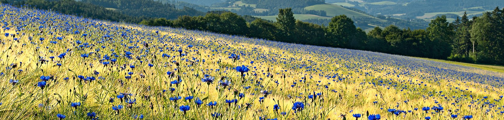 Sommer, © www.audivision.at