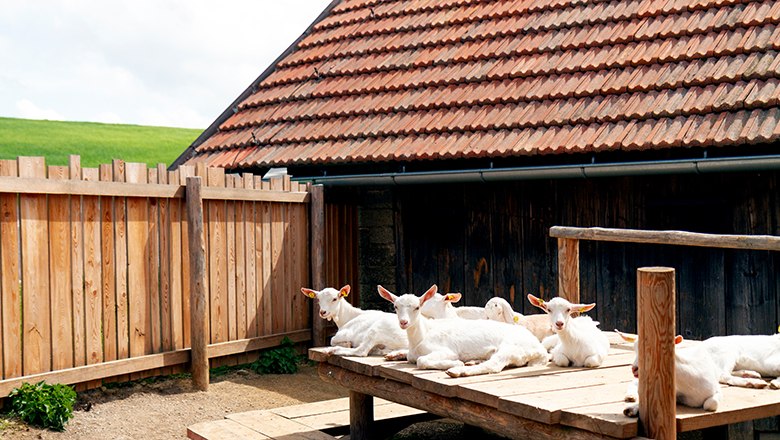 Mandl´s Ziegenhof, © Mandl´s Ziegenhof - Viktoria Kornfeld