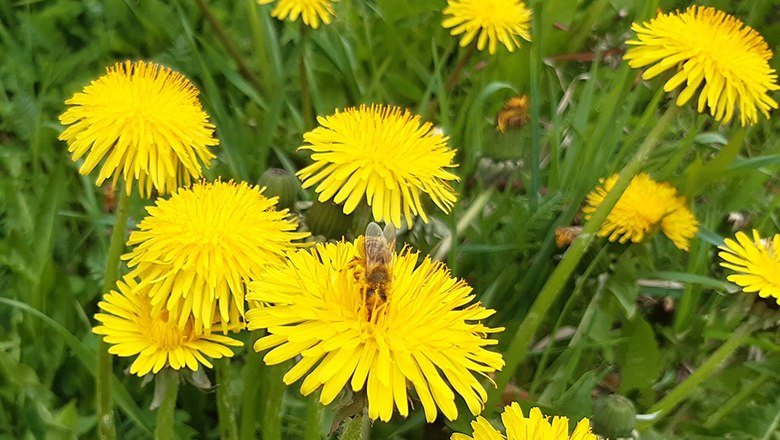 Eine Honigbiene sitzt auf einer gelben Löwenzahnblüte in einer Wiese.