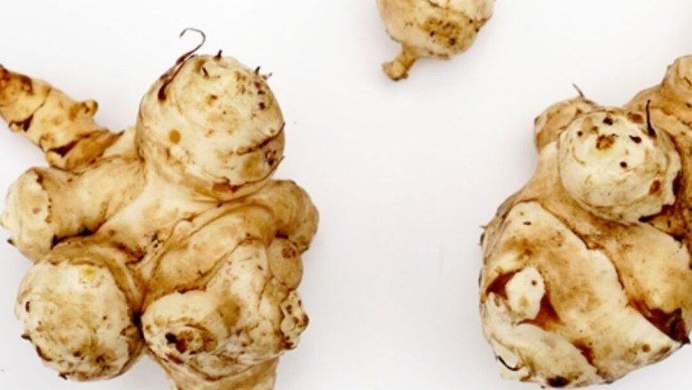 Topinambur-Knollen vor weißem Hintergrund