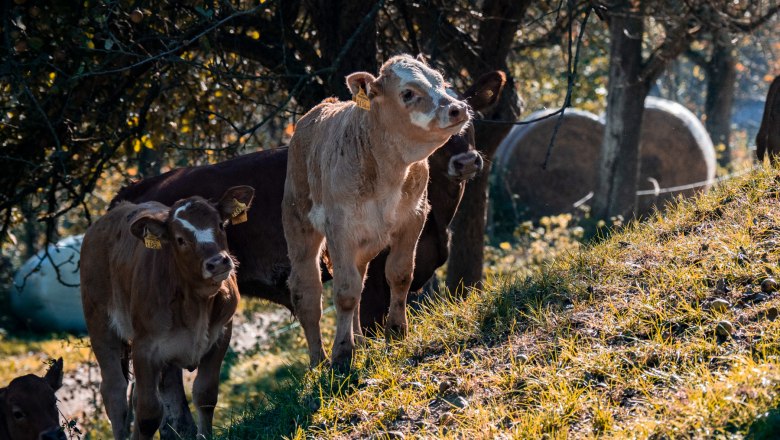 Mehrere Kälber stehen auf einer grünen Wiese im Schatten von Bäumen.