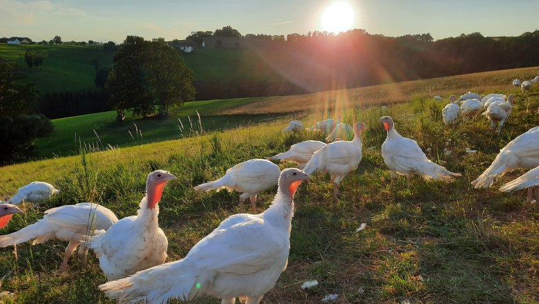 Eine Gruppe von weißen Puten auf einer grünen Weide bei Sonnenuntergang.