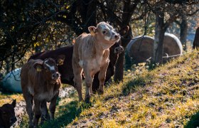 Mehrere Kälber stehen auf einer grünen Wiese im Schatten von Bäumen.