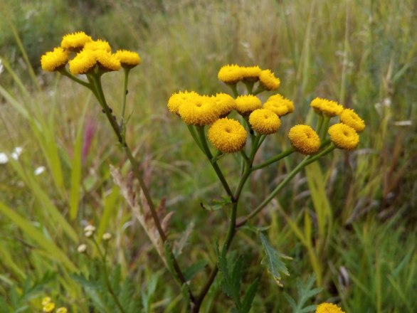 Wildkräuter, © Bild von ustalij_pony / Pixabay